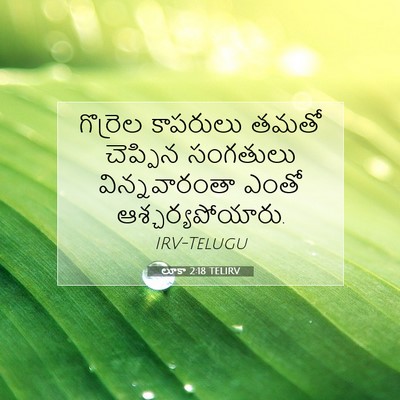Picture 07 - లూకా 2:18 TELIRV - గొర్రెల కాపరులు - Bible Verse Picture