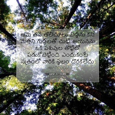 Picture 07 - లూకా 2:7 TELIRV - ఆమె తన తొలిచూలు - Bible Verse Picture