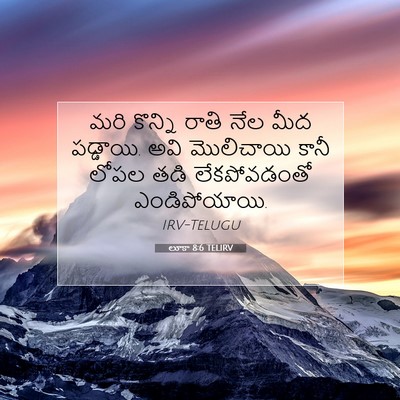 Picture 07 - లూకా 8:6 TELIRV - మరి కొన్ని రాతి - Bible Verse Picture