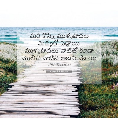 Picture 07 - లూకా 8:7 TELIRV - మరి కొన్ని - Bible Verse Picture
