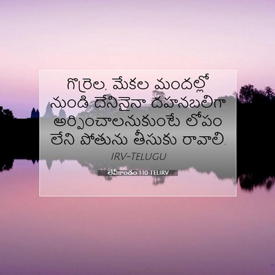 Picture 07 - లేవీకాండం 1:10 TELIRV - గొర్రెల, మేకల - Bible Verse Picture