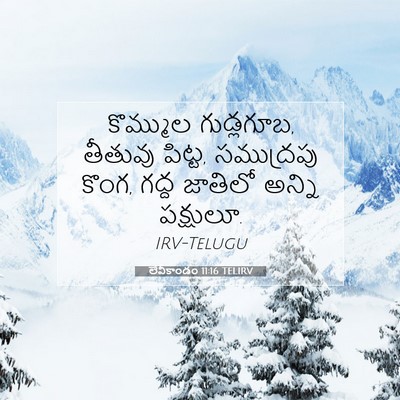 Picture 07 - లేవీకాండం 11:16 TELIRV - కొమ్ముల గుడ్లగూబ, - Bible Verse Picture
