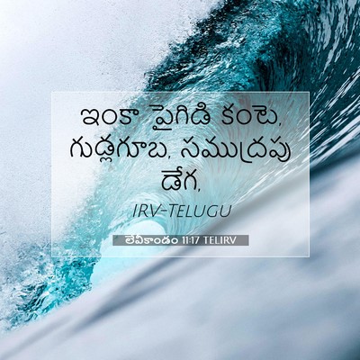 Picture 07 - లేవీకాండం 11:17 TELIRV - ఇంకా పైగిడి కంటె, - Bible Verse Picture