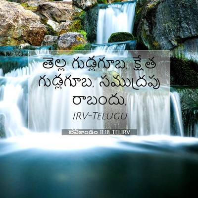 Picture 07 - లేవీకాండం 11:18 TELIRV - తెల్ల గుడ్లగూబ, - Bible Verse Picture