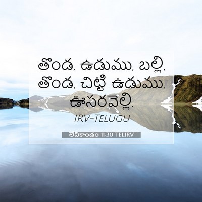 Picture 07 - లేవీకాండం 11:30 TELIRV - తొండ, ఉడుము, బల్లి, - Bible Verse Picture