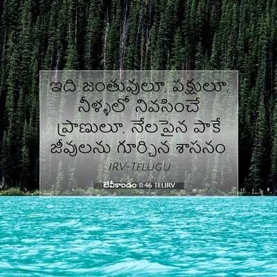 Picture 07 - లేవీకాండం 11:46 TELIRV - ఇది జంతువులూ, - Bible Verse Picture