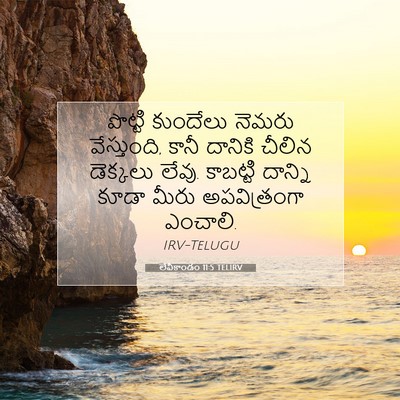 Picture 07 - లేవీకాండం 11:5 TELIRV - పొట్టి కుందేలు - Bible Verse Picture