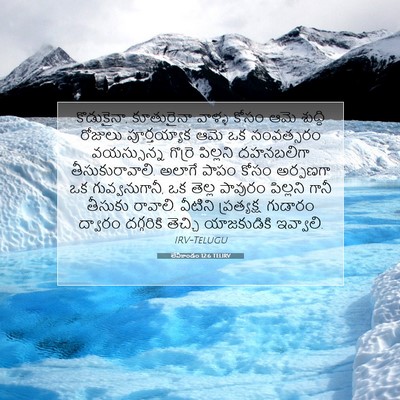 Picture 07 - లేవీకాండం 12:6 TELIRV - కొడుకైనా, - Bible Verse Picture