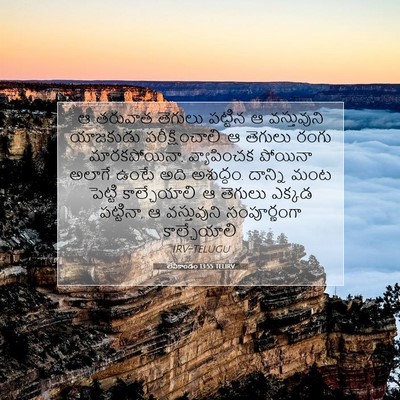 Picture 07 - లేవీకాండం 13:55 TELIRV - ఆ తరువాత తెగులు - Bible Verse Picture