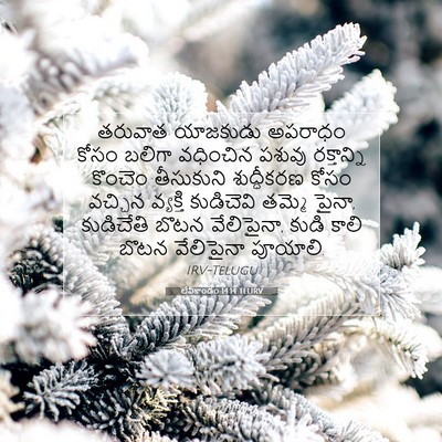 Picture 07 - లేవీకాండం 14:14 TELIRV - తరువాత యాజకుడు - Bible Verse Picture