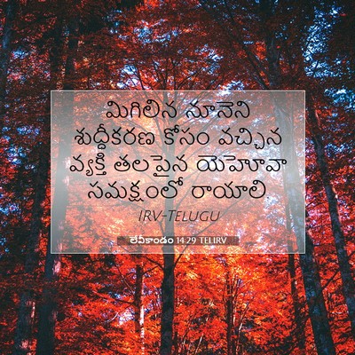 Picture 07 - లేవీకాండం 14:29 TELIRV - మిగిలిన నూనెని - Bible Verse Picture