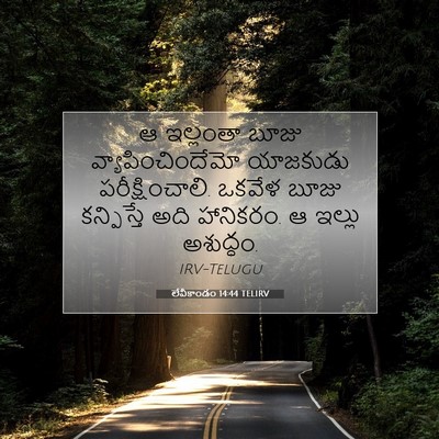Picture 07 - లేవీకాండం 14:44 TELIRV - ఆ ఇల్లంతా బూజు - Bible Verse Picture
