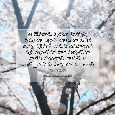 Picture 07 - లేవీకాండం 14:51 TELIRV - ఆ దేవదారు కర్రనూ, - Bible Verse Picture