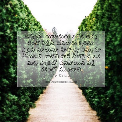 Picture 07 - లేవీకాండం 14:6 TELIRV - అప్పుడు యాజకుడు - Bible Verse Picture