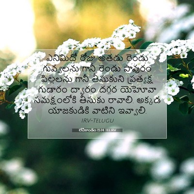 Picture 07 - లేవీకాండం 15:14 TELIRV - ఎనిమిదో రోజు అతడు - Bible Verse Picture