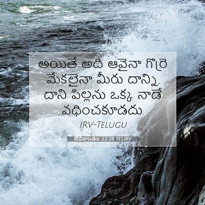 Picture 07 - లేవీకాండం 22:28 TELIRV - అయితే అది ఆవైనా - Bible Verse Picture