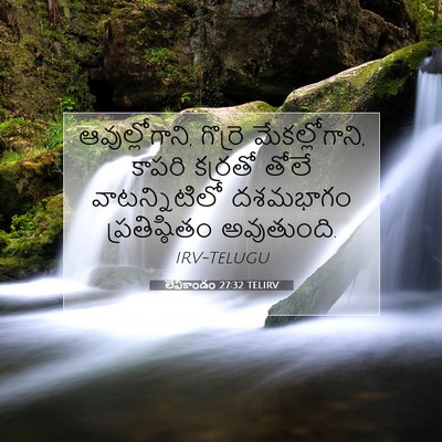 Picture 07 - లేవీకాండం 27:32 TELIRV - ఆవుల్లోగాని, - Bible Verse Picture