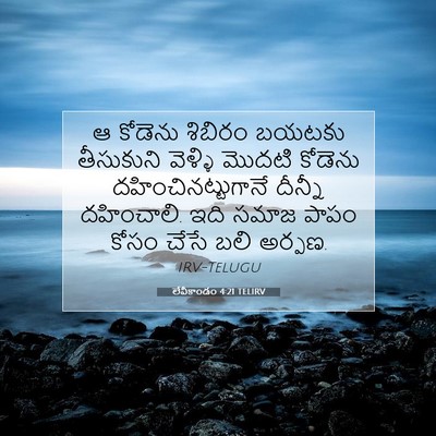 Picture 07 - లేవీకాండం 4:21 TELIRV - ఆ కోడెను శిబిరం - Bible Verse Picture