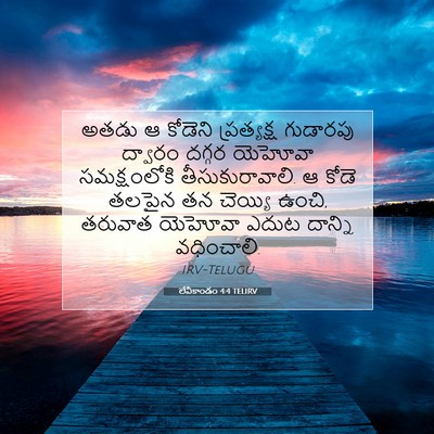 Picture 07 - లేవీకాండం 4:4 TELIRV - అతడు ఆ కోడెని - Bible Verse Picture