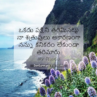 Picture 07 - విలాపవాక్యాలు 3:52 TELIRV - ఒకడు పక్షిని - Bible Verse Picture