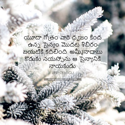 Picture 07 - సంఖ్యాకాండం 10:14 TELIRV - యూదా గోత్రం వారి - Bible Verse Picture