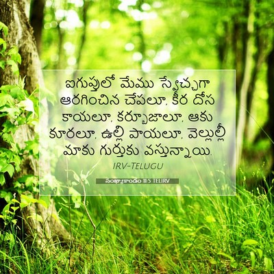 Picture 07 - సంఖ్యాకాండం 11:5 TELIRV - ఐగుప్తులో మేము - Bible Verse Picture