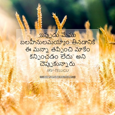 Picture 07 - సంఖ్యాకాండం 11:6 TELIRV - ఇప్పుడు మేము - Bible Verse Picture