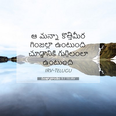 Picture 07 - సంఖ్యాకాండం 11:7 TELIRV - ఆ మన్నా కొత్తిమీర - Bible Verse Picture