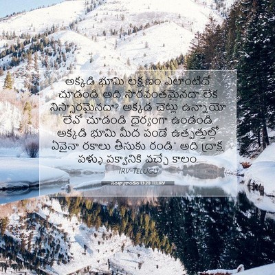 Picture 07 - సంఖ్యాకాండం 13:20 TELIRV - అక్కడి భూమి - Bible Verse Picture