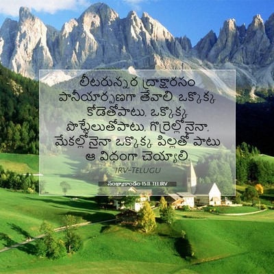 Picture 07 - సంఖ్యాకాండం 15:11 TELIRV - లీటరున్నర - Bible Verse Picture