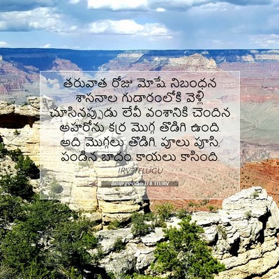 Picture 07 - సంఖ్యాకాండం 17:8 TELIRV - తరువాత రోజు మోషే - Bible Verse Picture