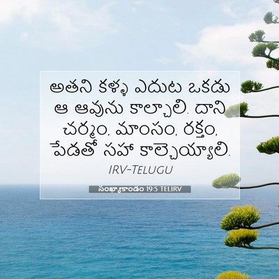 Picture 07 - సంఖ్యాకాండం 19:5 TELIRV - అతని కళ్ళ ఎదుట - Bible Verse Picture
