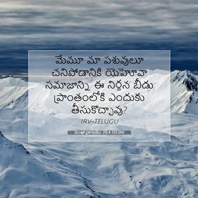 Picture 07 - సంఖ్యాకాండం 20:4 TELIRV - మేమూ మా పశువులూ - Bible Verse Picture