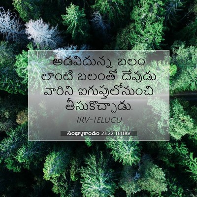 Picture 07 - సంఖ్యాకాండం 23:22 TELIRV - అడవిదున్న బలం - Bible Verse Picture