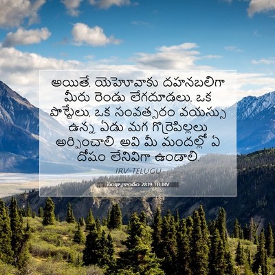 Picture 07 - సంఖ్యాకాండం 28:19 TELIRV - అయితే, యెహోవాకు - Bible Verse Picture