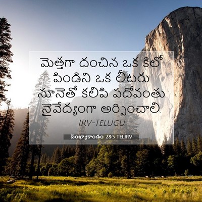 Picture 07 - సంఖ్యాకాండం 28:5 TELIRV - మెత్తగా దంచిన ఒక - Bible Verse Picture