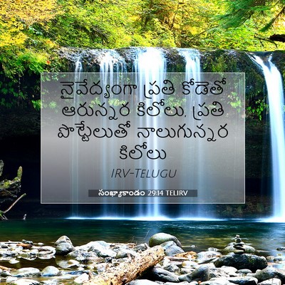 Picture 07 - సంఖ్యాకాండం 29:14 TELIRV - నైవేద్యంగా ప్రతి - Bible Verse Picture