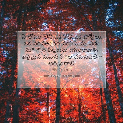 Picture 07 - సంఖ్యాకాండం 29:3 TELIRV - ఏ లోపం లేని ఒక - Bible Verse Picture