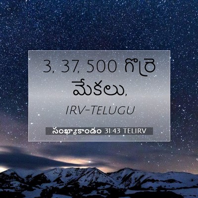 Picture 07 - సంఖ్యాకాండం 31:43 TELIRV - 3, 37, 500 గొర్రె - Bible Verse Picture