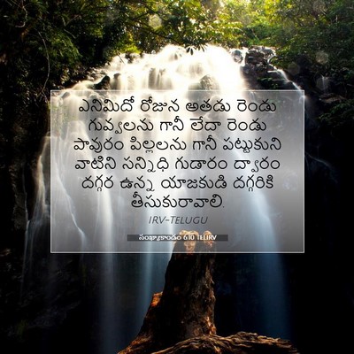 Picture 07 - సంఖ్యాకాండం 6:10 TELIRV - ఎనిమిదో రోజున - Bible Verse Picture