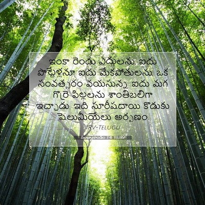 Picture 07 - సంఖ్యాకాండం 7:41 TELIRV - ఇంకా రెండు - Bible Verse Picture