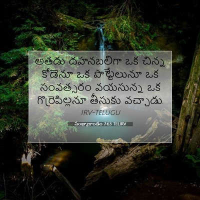 Picture 07 - సంఖ్యాకాండం 7:63 TELIRV - అతడు దహనబలిగా ఒక - Bible Verse Picture