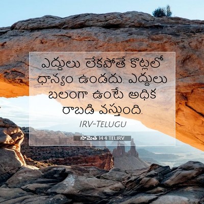Picture 07 - సామెత 14:4 TELIRV - ఎద్దులు లేకపోతే - Bible Verse Picture