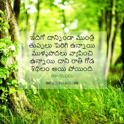 Picture 07 - సామెత 24:31 TELIRV - ఇదిగో దాన్నిండా - Bible Verse Picture