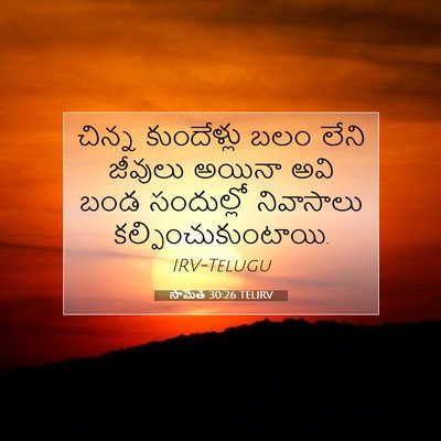 Picture 07 - సామెత 30:26 TELIRV - చిన్న కుందేళ్లు - Bible Verse Picture