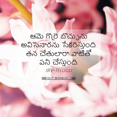 Picture 07 - సామెత 31:13 TELIRV - ఆమె గొర్రె - Bible Verse Picture