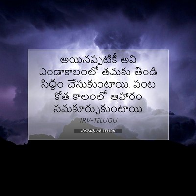 Picture 07 - సామెత 6:8 TELIRV - అయినప్పటికీ అవి - Bible Verse Picture