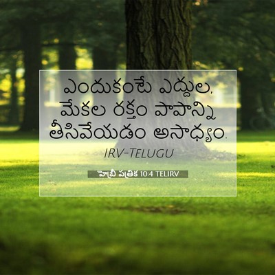 Picture 07 - హెబ్రీ పత్రిక 10:4 TELIRV - ఎందుకంటే ఎద్దుల, - Bible Verse Picture