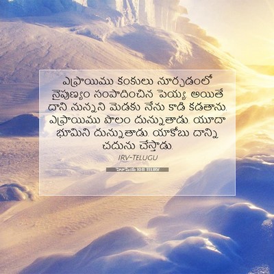 Picture 07 - హోషేయ 10:11 TELIRV - ఎఫ్రాయిము కంకులు - Bible Verse Picture