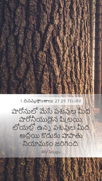 1 దినవృత్తాంతాలు 27:29 TELIRV Bible Verse Image